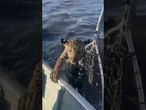 Pescador 'fisga' filhote de onça-pintada em rio no Pantanal; veja vídeo