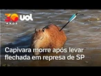 Capivara atingida por flecha na Represa Guarapiranga morre após resgate em SP