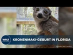 KRONENMAKI-GEBURT IN FLORIDA: Seltener Lemuren-Nachwuchs begeistert den Zoo von Jacksonville!