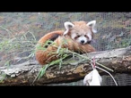 Des petits pandas roux découvrent la neige pour la première fois dans un zoo américain