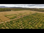 Le changement climatique rend la culture de l'avoine viable en Europe du Nord