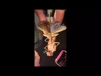 Australie : découverte de l’insecte le plus lourd jamais enregistré dans le pays • FRANCE 24