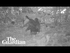 'Monkey kidnappings': footage shows capuchin monkeys carrying baby howler monkeys