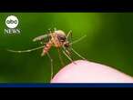 Concerns over West Nile and ‘Triple E’ viruses grow