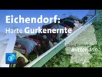 Eichendorf: Unterwegs mit dem Gurkenflieger | tagesthemen mittendrin