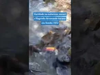 Raridade na natureza: sucuri é flagrada devorando tucano em Bonito (MS) #shorts #viral #animals