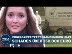 BRANDENBURG: Nach Vogelgrippe-Ausbruch – 5.000 Gänse gekeult! 350.000 Euro Schaden für Landwirte