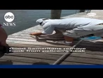 Good Samaritans remove hook from pelican's beak