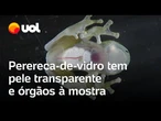 Perereca-de-vidro tem pele transparente e órgãos à mostra; vídeo mostra coração batendo