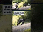 Police hold bear drill after recent attacks in Japan