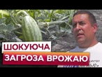 "ВЕЛИЧЕЗНУ площу ПРОСТО ПОКЛЮВАЛИ!" Нова ЗАГРОЗА ЗНИЩУЄ врожай КАВУНІВ на Полтавщині!