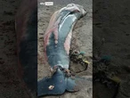 Why post-mortems are being done on porpoises