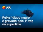 Peixe ‘diabo negro’ é gravado pela 1ª vez na superfície por pesquisadores em Tenerife; veja vídeos