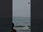 I delfini nuotano a pochi metri dalla spiaggia di Lavinio