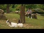 Au zoo de Branféré, une étude observe l'impact de la musique sur les animaux