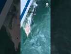 Dolphins race alongside boat