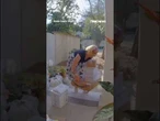 CAUGHT ON CAMERA: Alleged porch pirate in women's clothing BUSTED after video goes viral #shorts