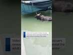 Moose gets stuck in swimming pool