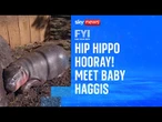 FYI: Meet baby Haggis, the pygmy hippo from Thailand
