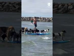 Group of dogs make splash on single surfboard