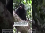 New species of monkey identified in DR Congo