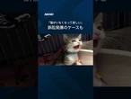 【「やっぱり返して」】ペット譲渡でトラブル #shorts
