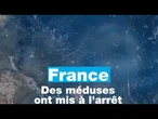 France : quand des méduses mettent à l'arrêt une centrale nucléaire • FRANCE 24