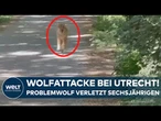 WOLFATTACKE BEI UTRECHT: Sechsjähriges Kind von Problemwolf in den Niederlanden angegriffen!