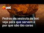 Pedras de vesícula do boi valem mais que ouro: veja para que servem e por que são tão caras; vídeo