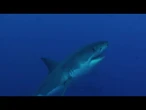 Shark sightings on the rise this summer