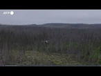 Canada, semi lanciati da un drone per la riforestazione post-incendi