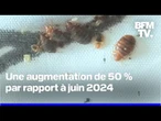 Punaises de lit: les infestations en nette augmentation par rapport à l'été 2024