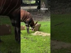 Hogs get birthday cake (sort of) too at the Memphis Zoo #shorts #fox #news #foxnews #us