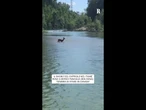 Il bagno del capriolo nel fiume Reno a Borgo Panigale (Bologna): "Sembra di stare in Canada"