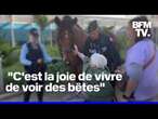 Les chevaux de la police municipale de Cannes auprès des seniors dans un Ehpad