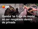 Gambá 'se finge de morto' ao ser resgatado dentro de privada em Santa Catarina: veja vídeo