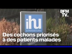 Des cochons priorisés face à des patients gravement malades à l'IHU de Strasbourg
