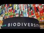 Mundo adota plano de última hora na COP16 para financiar biodiversidade | AFP