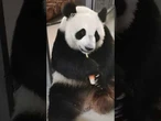 Panda esfrega picolé no corpo para aliviar o calor em Moscou, na Rússia; veja vídeo