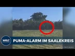 PUMA-ALARM IN SACHSEN-ANHALT: Polizei sucht Raubtier mit Hubschrauber – Warnung über Nina-App!