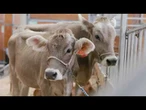 AGRO INFO | 18.04.2025 | TV Republika