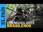 BRASIL | Manglares amazónicos: ecosistemas vitales en riesgo | EL PAÍS