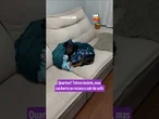 Preguiça ou cansaço? Dachshund arranca risadas ao não querer sair do sofá