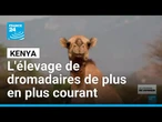 Dans le nord du Kenya frappé par le changement climatique, les dromadaires remplacent les vaches