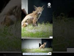 Coyote pup rescued from cactus calamity