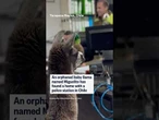 An orphaned baby llama named Miguelito has found a home with a police station in Chile
