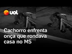 Cachorro enfrenta onça-pintada que rondava casa e salvam poodle de ataque no MS; veja vídeo