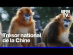 Le zoo de Beauval présente trois singes dorés venus de Chine, ce mercredi au public