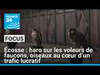 Écosse : haro sur les voleurs de faucons, oiseaux au cœur d’un trafic lucratif • FRANCE 24