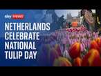 Happy National Tulip Day!